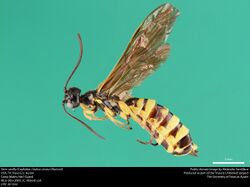 Stem sawfly (Cephidae, Cephus cinctus (Norton)) (37764584531).jpg
