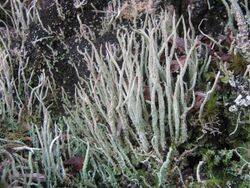 Cladonia cornuta (L.) Hoffm 271270.jpg