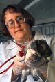 Guinea pig used as animal model for studying human leptospirosis