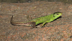 Lacerta agilis male 2014 G1.jpg