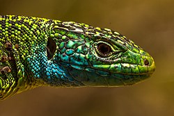 Lacerta bilineata (Western green lizard) (33507592133).jpg