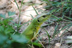 Η όμορφη μας (Lacerta trilineata).jpg