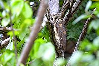 Sulawesi owl.jpg