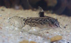 False cory 1.jpg
