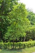 foliage