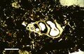 Thin section in plane-polarized light of microscopic gastropod shell, from Holocene lagoonal sediment of Rice Bay, San Salvador Island, Bahamas. Scale bar 500 μm.