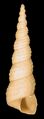 Turritella communis, many-whorled shell of tower snail