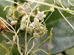 Cuscuta in Flower, Iran