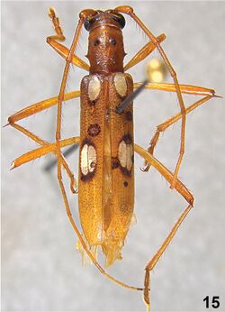 Beraba limpida (10.3897-zookeys.827.31469) Figures 15–19 (cropped).jpg