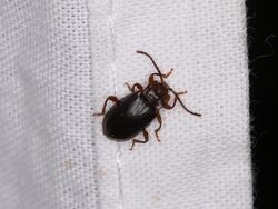 Aphorista morosa (41860921085).jpg