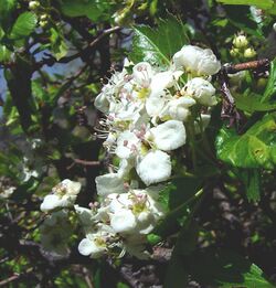 Crataegus-erythropoda-2.jpg