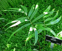 Zamia standleyi 1.jpg