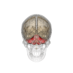 Cerebellum