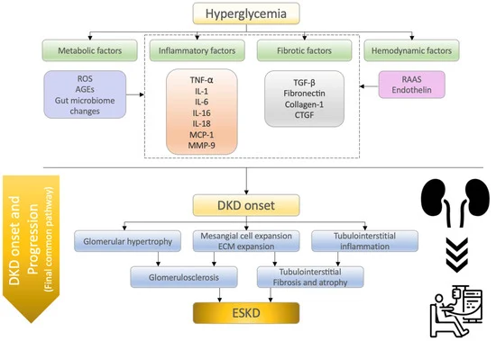 Molecular mechanisms of diabetic kidney disease onset and progression[14]
