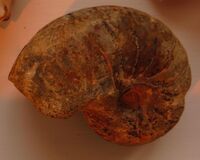 Cenoceras aratus 2.jpg