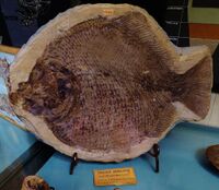 Dapedium granulatus - giura inf alsazia lorena.JPG