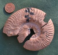 Hildaites fasciculatus.jpg