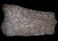 Pseudomytiloides on driftwood (37381972642).jpg