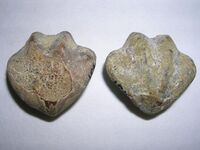 Zeilleria quadrifida.2 - Jurasico.JPG