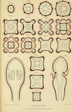 Archives de zoologie expérimentale et générale (1890) (20325624495).jpg