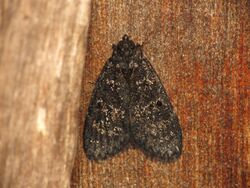 Catamola xanthomelalis (12209708565).jpg