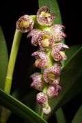 Bulbophyllum aff. aubrevillei (42477514964).jpg