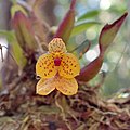 Bulbophyllum analamazoatrae imported from iNaturalist photo 120580063 on 21 April 2022 (cropped).jpg