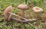 Graulilastieliger Zärtling Entoloma Griseocyaneum.JPG