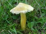 Hygrocybe citrinovirens MS7 (2).jpg
