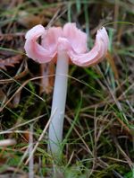 Porpolomopsis calyptriformis - pink waxcap (48813404497).jpg