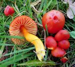 Splendid Waxcap . Hygocybe splendidissima (49055264607).jpg