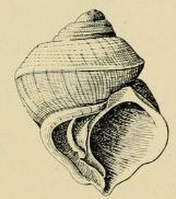 Crossea biconica 001.jpg