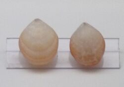 Laqueus rubellus.jpg