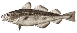 Atlantic cod, Gadus morhua