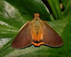 Coeliades keithloa 34707905.jpg