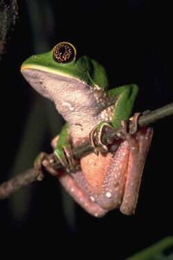 Phyllomedusa trinitatis.jpg