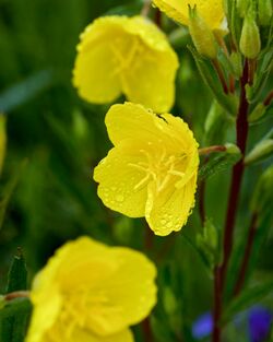 Oenothera pilosella ssp. sessilis.jpg