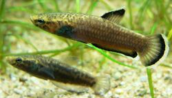 Betta albimarginata 060311 8.jpg