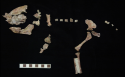 Partial Cricodon metabolus skeleton reconstruction.png