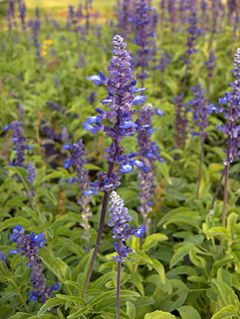 Blue Sage Salvia azurea