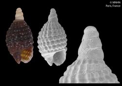 Joculator carpatinus (MNHN-IM-2014-6578).jpeg