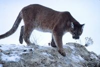 Mountain-lion-01623.jpg