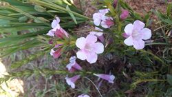 Graderia subintegra01.jpg