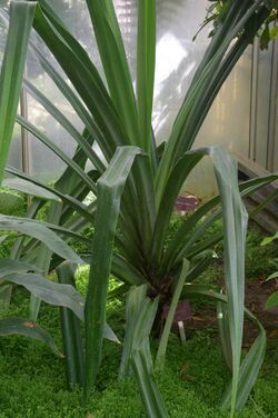 Pandanus eydouxia, Conservatoire botanique national de Brest 03.jpg