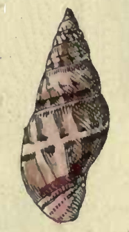 Vexillum articulatum 001.jpg