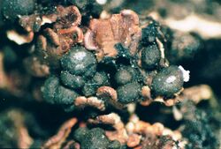 Psora globifera-2.jpg