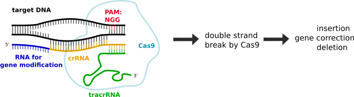 A duplex of crRNA and tracrRNA acts as guide RNA to introduce a specifically located gene modification based on the RNA 5' upstream of the crRNA. Cas9 binds the tracrRNA and needs a DNA binding sequence (5'NGG3'), which is called protospacer adjacent motif (PAM). After binding, Cas9 introduces a DNA double strand break, which is then followed by gene modification via homologous recombination (HDR) or non-homologous end joining (NHEJ).