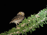 Elf owl.jpg