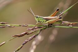 Chorthippus montanus DSC 6394M.JPG
