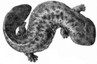 Japanese giant salamander
